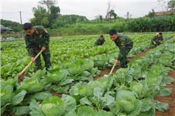 Đẩy mạnh tăng gia sản xuất ở Lữ đoàn Thông tin 601